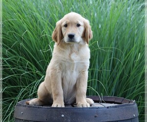 Golden Retriever Puppy for sale in FREDERICKSBG, OH, USA