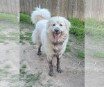 Small #7 Chow Chow-Great Pyrenees Mix