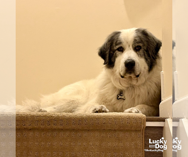 Medium Photo #4 Great Pyrenees Puppy For Sale in Washington, DC, USA