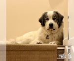 Small #3 Great Pyrenees