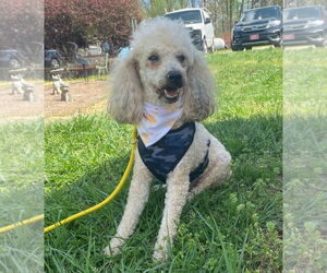Poodle (Miniature) Dogs for adoption in Pacolet, SC, USA