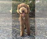 Small Photo #1 Labradoodle Puppy For Sale in LOS ANGELES, CA, USA