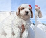 Small #14 Goldendoodle (Miniature)