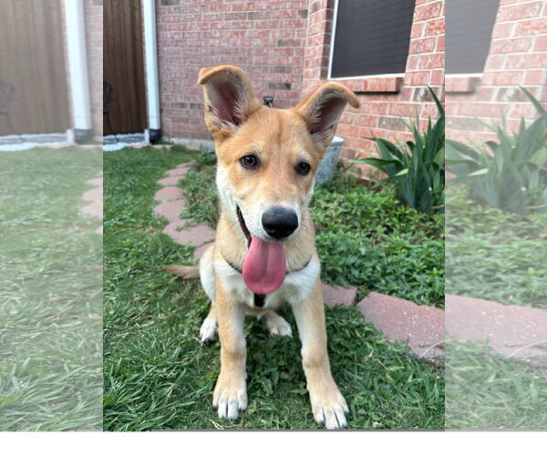 Medium Photo #1 Mutt Puppy For Sale in Denton, TX, USA