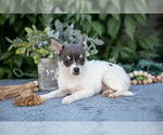 Small #1 Chihuahua