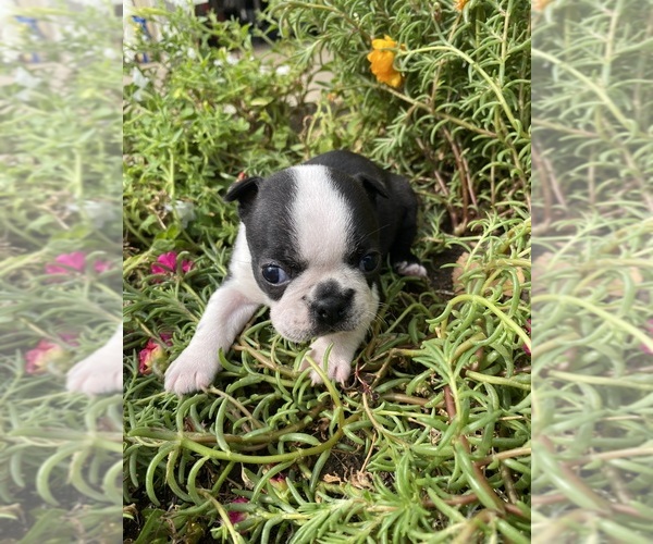 Medium Photo #2 Boston Terrier Puppy For Sale in FREDONIA, KS, USA