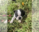 Small #1 Boston Terrier