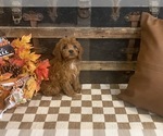 Small #2 Cavapoo (Miniature)