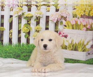 Great Pyrenees-Unknown Mix Dogs for adoption in Oroville, CA, USA