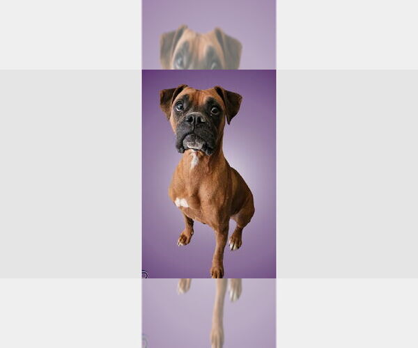 Medium Photo #3 Boxer Puppy For Sale in Austin, TX, USA