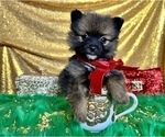 Small #51 Pomeranian