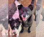 Small Photo #1 Chihuahua-Schipperke Mix Puppy For Sale in Newport Beach, CA, USA
