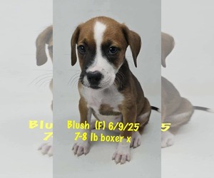 Boxer-Unknown Mix Dogs for adoption in pomfret, CT, USA