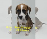 Small Boxer Mix
