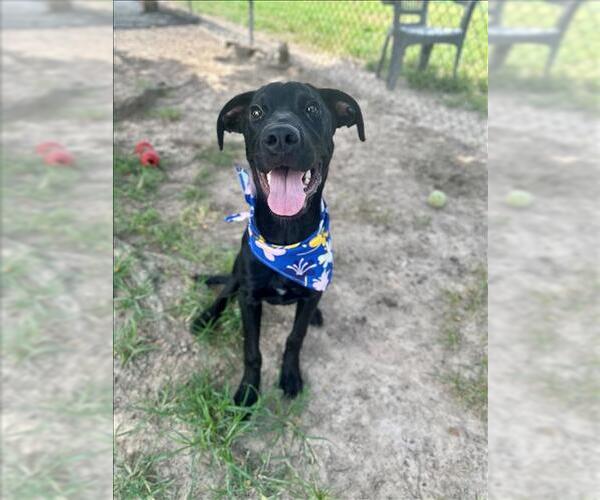 Medium Photo #1 Labrador Retriever Puppy For Sale in Conroe, TX, USA