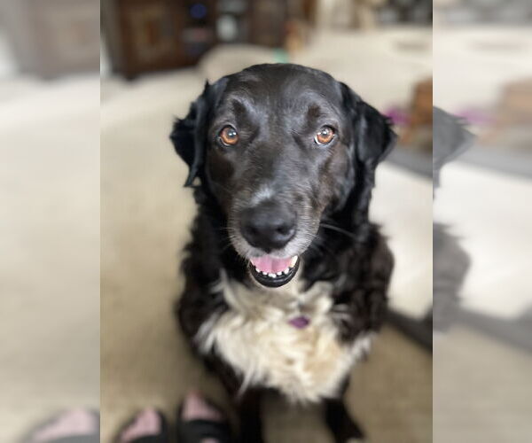 Medium Photo #10 Border Collie Puppy For Sale in Fort Worth, TX, USA
