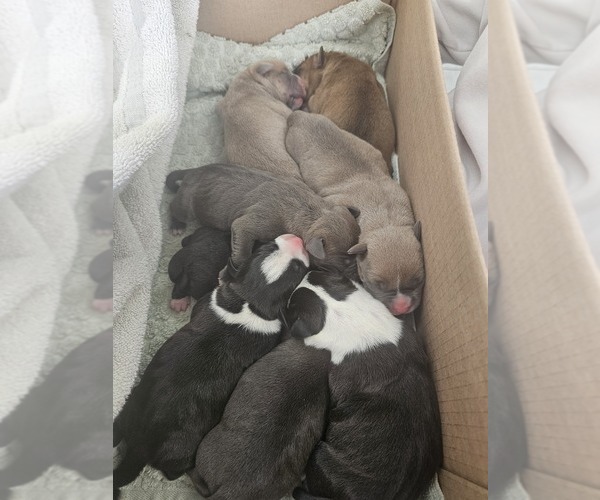 Medium Photo #1 American Bully Puppy For Sale in SAINT ALBANS, WV, USA