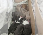 Small American Bully