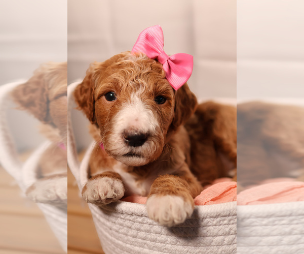 Medium Photo #3 Goldendoodle Puppy For Sale in MIAMI, FL, USA