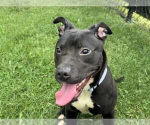 American Pit Bull Terrier-Unknown Mix Dogs for adoption in Millersville, MD, USA