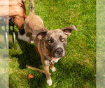 Small Photo #6 Black Mouth Cur-Labrador Retriever Mix Puppy For Sale in Canton, CT, USA