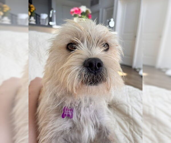 Medium Photo #5 Mutt Puppy For Sale in Corona, CA, USA