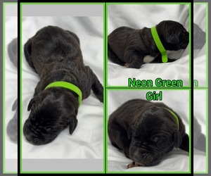 Great Dane Puppy for sale in MARSHVILLE, NC, USA