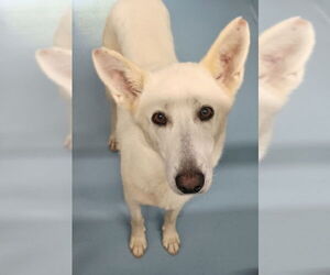German Shepherd Dog-Unknown Mix Dogs for adoption in Brewster, NY, USA