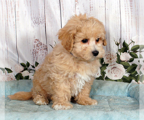 Medium Photo #1 Maltipoo Puppy For Sale in PENNS CREEK, PA, USA