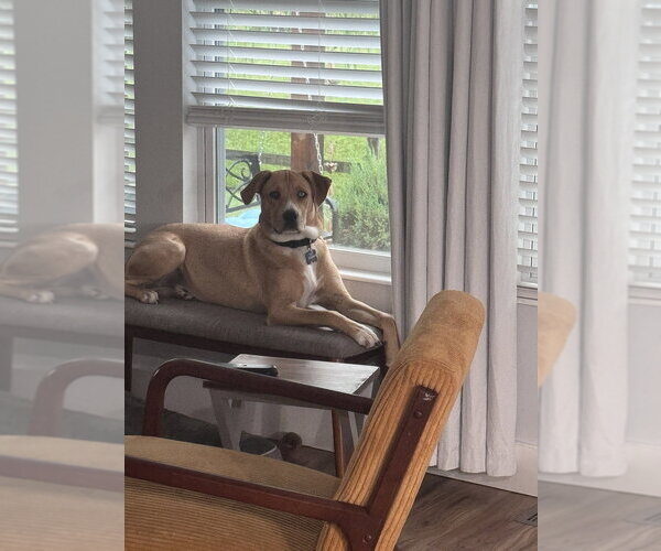 Medium Photo #2 Labsky Puppy For Sale in Aurora, IN, USA