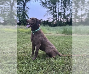 Mother of the Labrador Retriever puppies born on 07/10/2025