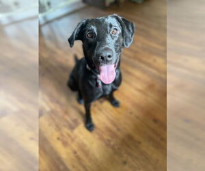 Labrador Retriever-Unknown Mix Dogs for adoption in Salt Lake City, UT, USA