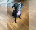 Small Labrador Retriever Mix