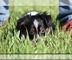 Small #6 Miniature Australian Shepherd