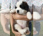 Small Photo #10 Saint Bernard Puppy For Sale in SPENCERVILLE, IN, USA