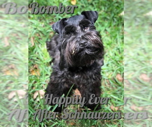 Father of the Schnauzer (Miniature) puppies born on 05/05/2022