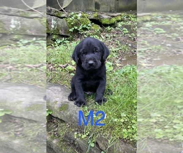 Medium Photo #4 Labrador Retriever Puppy For Sale in INEZ, KY, USA
