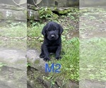 Small #3 Labrador Retriever