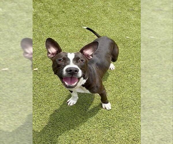 Medium Photo #2 American Pit Bull Terrier Puppy For Sale in Newton, NC, USA