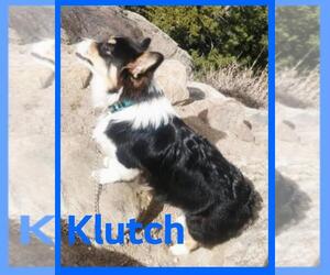 Father of the Pembroke Welsh Corgi puppies born on 06/27/2025