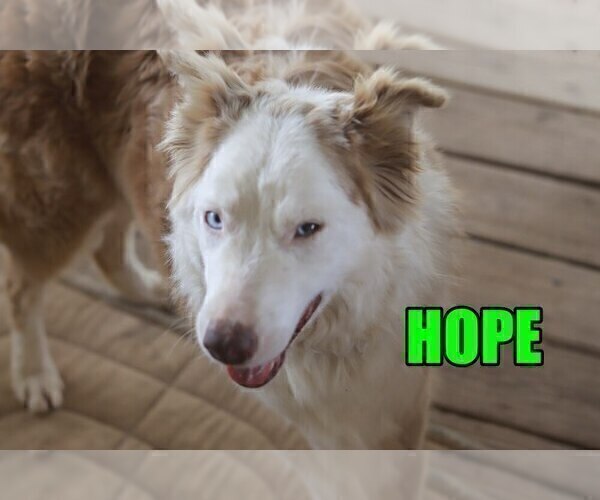 Medium Photo #1 Australian Shepherd Puppy For Sale in jasper, AR, USA