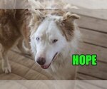 Small Photo #1 Australian Shepherd Puppy For Sale in jasper, AR, USA