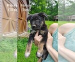 Small #10 German Shepherd Dog