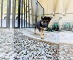 Small #7 German Shepherd Dog