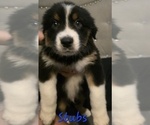 Small Photo #16 Border-Aussie Puppy For Sale in ROY, UT, USA