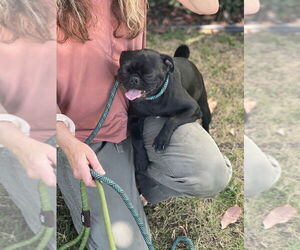 Pug Dogs for adoption in Dana Point, CA, USA