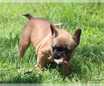 Small Photo #17 French Bulldog Puppy For Sale in WINNSBORO, TX, USA