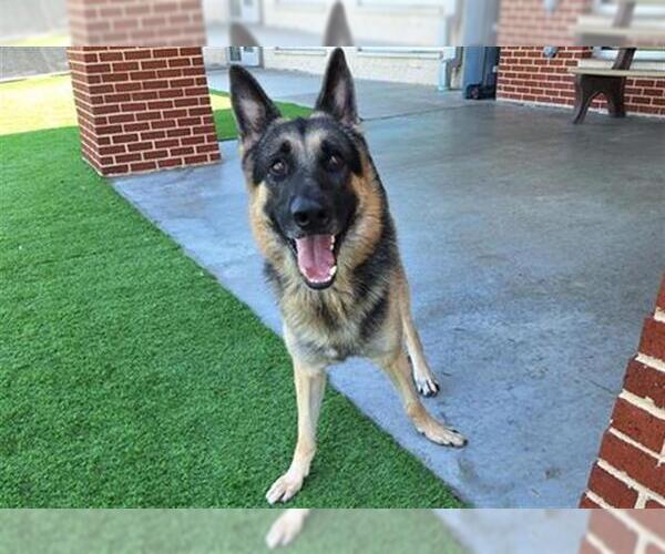 Medium Photo #3 German Shepherd Dog-Unknown Mix Puppy For Sale in Grand Prairie, TX, USA