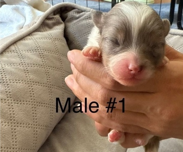 Medium Photo #2 Pomeranian Puppy For Sale in SAN JOSE, CA, USA