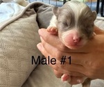 Small #1 Pomeranian